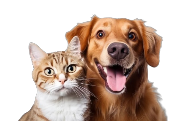Happy dog and cat
