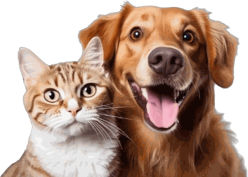 A golden retriever and a tabby cat, side by side