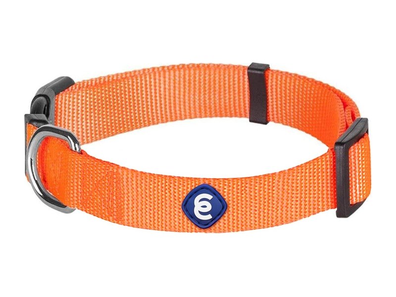 Best Dog Collars for Small Breeds